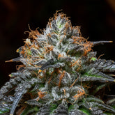 Blue Cookies Seeds